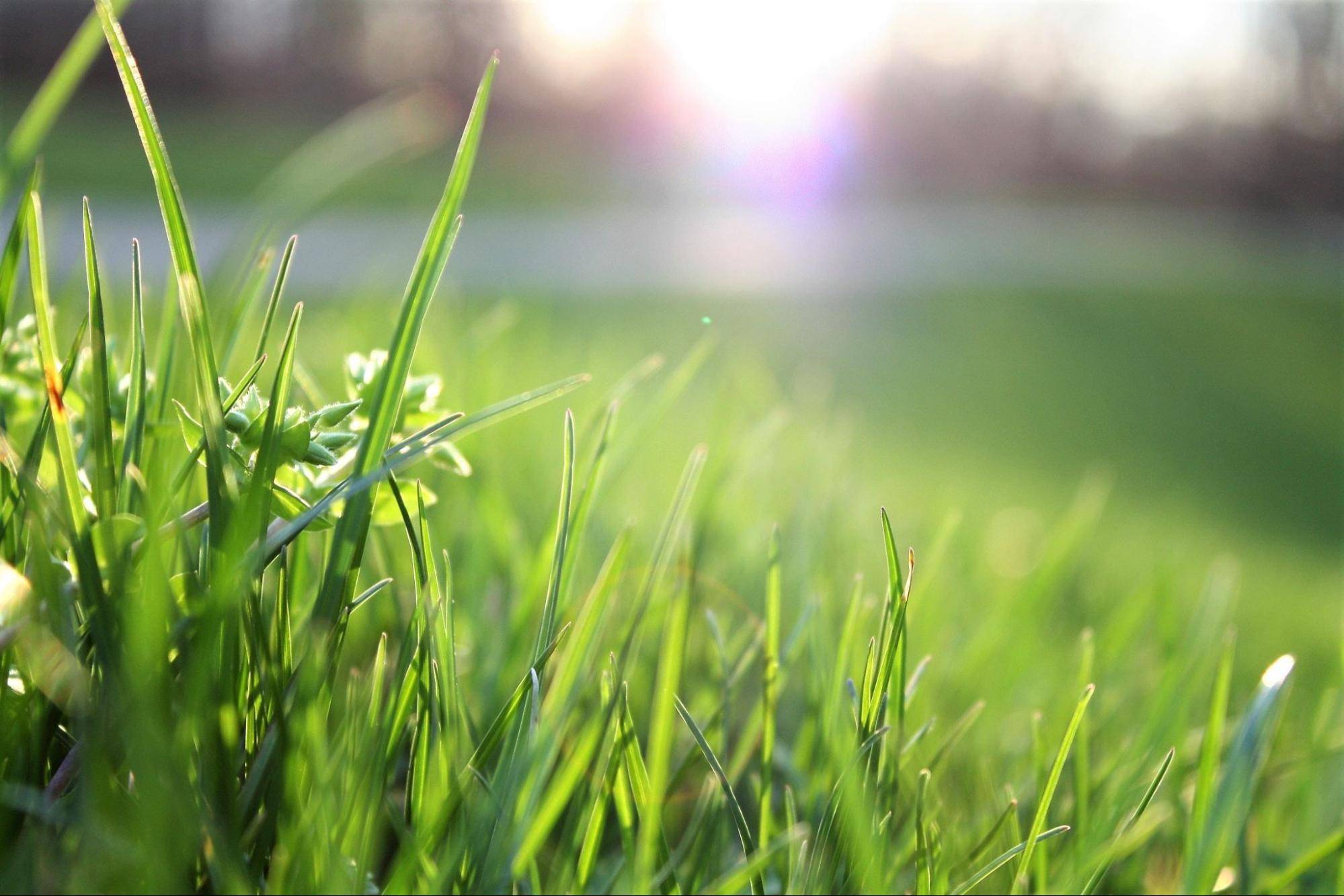 Лучшая газонная трава: выбор для идеального газона