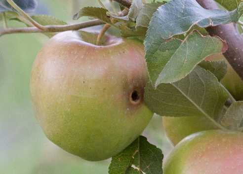 Болезни яблонь и их лечение