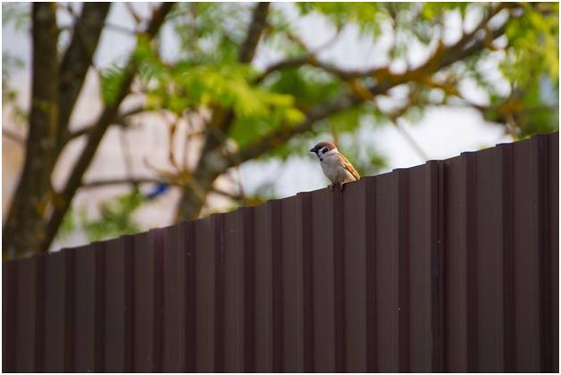 Профлист марки С21