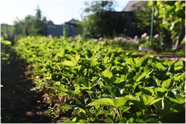 Место для будущего летнего душа