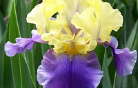 Ирис германский (лат. Iris germanica)