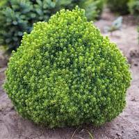 Ель канадская Альберта Глоб (Picea glauca Alberta Globe)