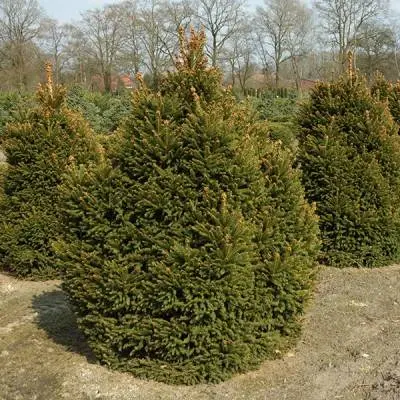 Ель обыкновенная Олендорффи (Picea abies Ohlendorfii)