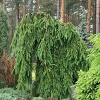 Ель обыкновенная Фробург (Picea abies Frohburg)